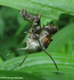 Horned Spanworm (<em>Nematocampa resistaria</em>), #7010 caterpillar