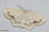 Large lace-border (Scopula limboundata), #7159