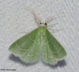 Wavy-lined emerald (Synchlora aerata ), #7058