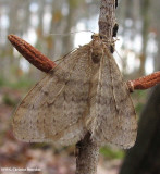 Bruce spanworm (Operophtera bruceata), #7437