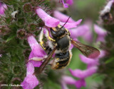 Wool carder bee (<em>Anthidium manicatum</em>)