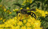 Digger wasp (<em>Ectemnius</em> sp.)