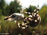 Shamrock orb weaver (<em>Araneus trifolium</em>