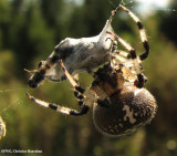Shamrock orb weaver (<em>Araneus trifolium</em>)