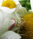 Goldenrod crab spider (<em>Misumena vatia</em>), female