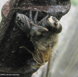 Jumping spider (<em>Phidippus purpuratus</em>)