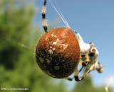 Shamrock orb weaver (<em>Araneus trifolium</em>)