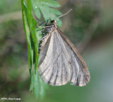 Bruce spanworm (Operophtera bruceata), #7437