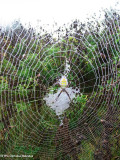 Banded argiope (<em>Argiope trifasciata</em>) in web