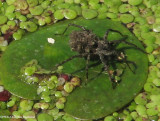Wolf spider (Lycosidae sp) female carrying young on back