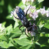 Great black wasp (Sphex pensylvanicus)