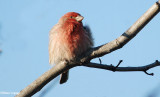 House finch