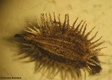 Queen Annes lace (<em>Daucus carota</em>) seed