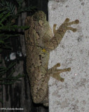 Gray treefrog (Hyla versicolor) adult
