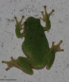 Gray treefrog (Hyla versicolor) adult
