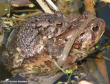 American toads (<em>Bufo americanus</em>) mating