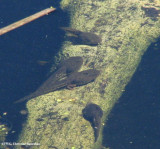 Green frog (Rana clamitans) tadpoles