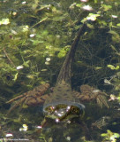 Green frog (Rana clamitrans) transforming