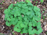 Wild ginger (Asarum canadense)