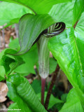 Jack-in-the-pulpit (<em>Arisaema triphyllum</em>)