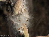 Common milkweed (<em>Ascelpias syriaca</em>) seeds