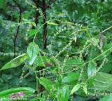 Virginia stickseed  (Hackelia virginiana)