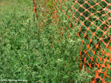 Lambs quarters (<em>Chenopodium album</em>)