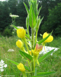 Evening primrose (<em>Oenothera biennis</em>)  with primrose moth