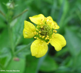 Yellow avens or Geum (Geum aleppicum)