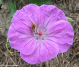 Geranium sp.  with hover fly