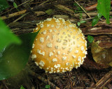 <em>Amanita</em> sp.