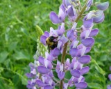 Lupine (<em>Lupinus</em> sp.)
