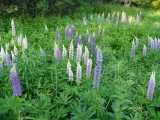 Lupine (<em>Lupinus</em> sp.)