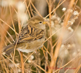 House sparrow, female