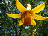 Canada lily (<em>Lilium canadense</em>)