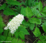 Dolls eyes  (<em>Actaea pachypoda</em>)