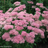 Sedum (<em>Sedum spectabile</em>?)