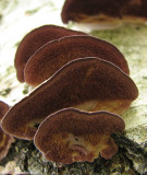 Purple-toothed polypore  (<em>Trichaptum biforme</em>)