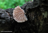 Split gill mushroom  (Schizophyllum commune)