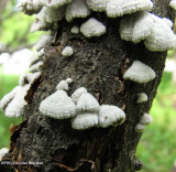 Split gill mushroom  (Schizophyllum commune)