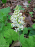 Foamflower  or Tiarella (<em>Tiarella cordifolia</em>)