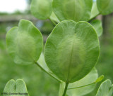 Field penny-cress (<em>Thlaspi arvense</em>)  seed pod