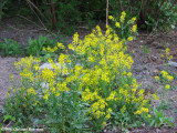 Yellow rocket  (Barbarea vulgaris)
