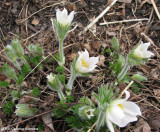 Pasqueflower  (<em>Anemone patens</em>)