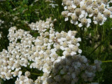 Yarrow (<em>Achillea millefolium</em>)