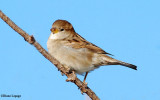 House sparrow, female