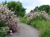 Mallow musk (<em>Malva moschata</em>)