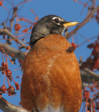 American robin