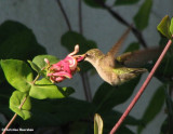 Ruby-throated hummingbird
