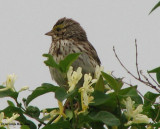 Savannah sparrow in tartarian honeysuckle